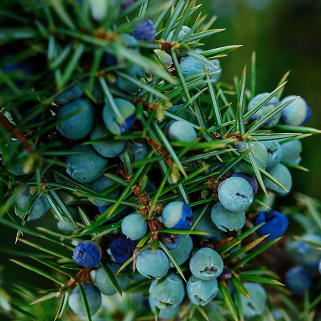 Juniper